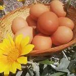 Kaizer Agrotourism Amargeti
