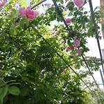 Country house Kaizer Agrotourism