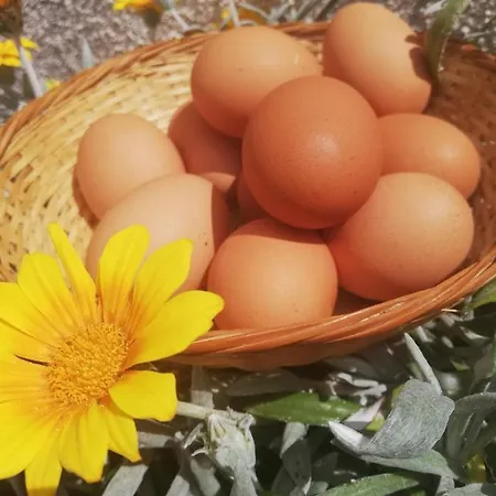 Kaizer Agrotourism Amargeti