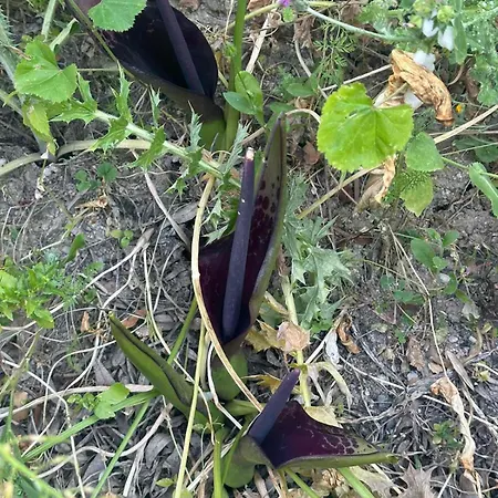 Landhaus Kaizer Agrotourism *